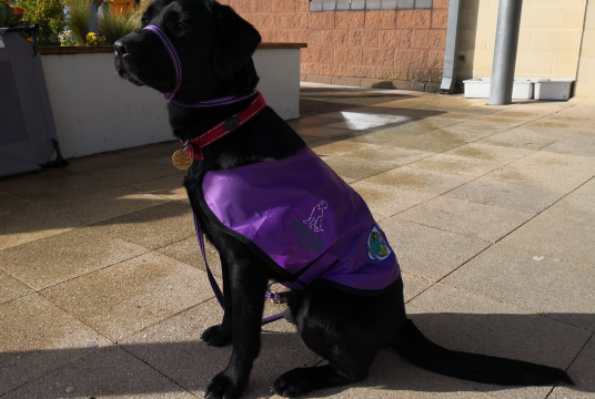 Controlled Schools' Support Council by Assistance Dogs Northern Ireland cover photo