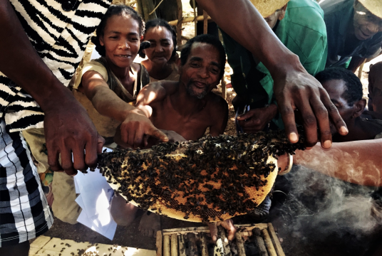 Renitantely by SEED Madagascar cover photo