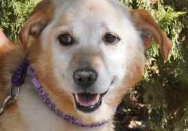 Fundraiser cover image