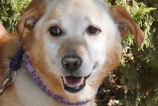 Angelo’s Chance of a Lifetime by SuperDogs Rescue cover photo