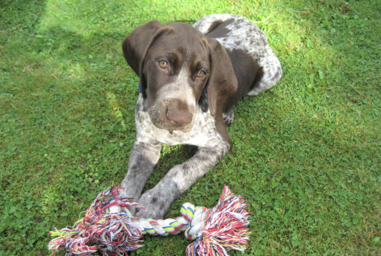 GSP Rescue UK - General Donation Account by German Shorthaired Pointer Trust cover photo