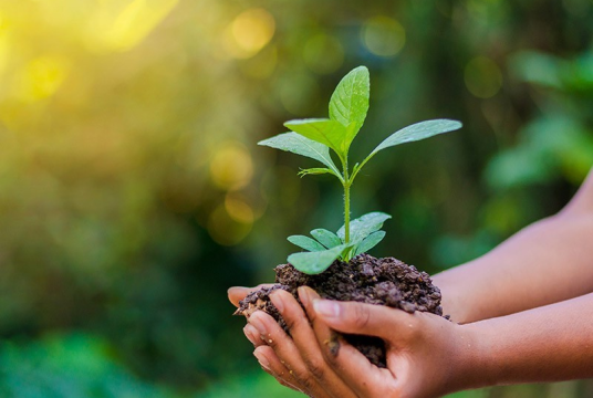 Environment Plant A Tree by Quba Trust cover photo