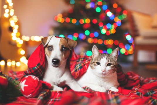 Stop an animal going hungry or homeless this winter. by Together for Animals cover photo