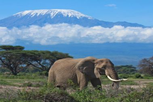 Kalbir Virk Mount Kilimanjaro Trek  by Social and Education Centre (Bham) cover photo