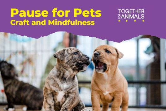 Pause for Pets by Together for Animals cover photo