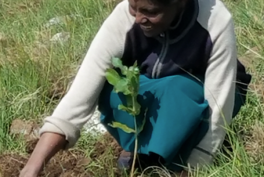 One tree at a time by Action Ethiopia cover photo