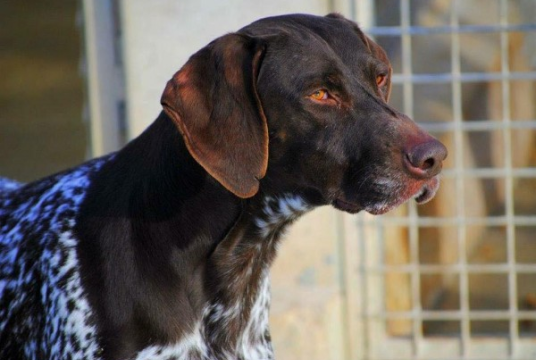 Adoption  by German Shorthaired Pointer Trust cover photo