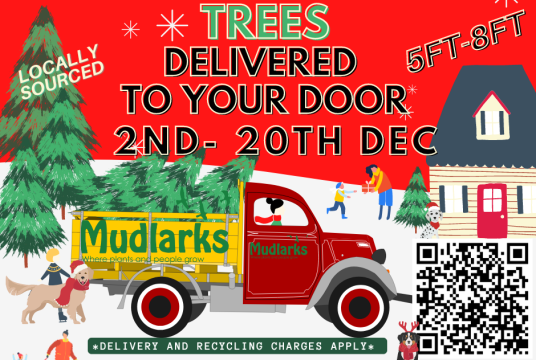 Christmas Trees 2024 by The Mudlarks Community cover photo