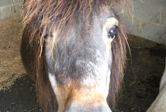 Raise Funds for Jenny, the Mini-Shetland by Charity Buddy cover photo