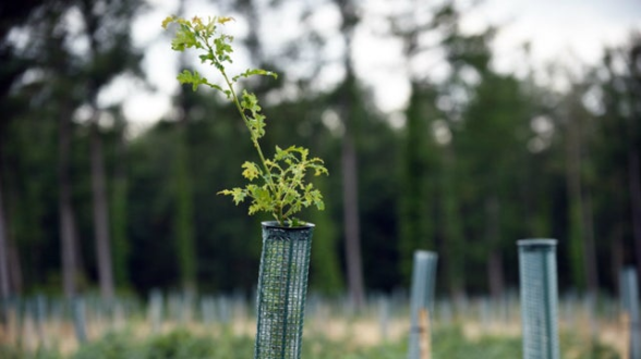 Woodland Planting