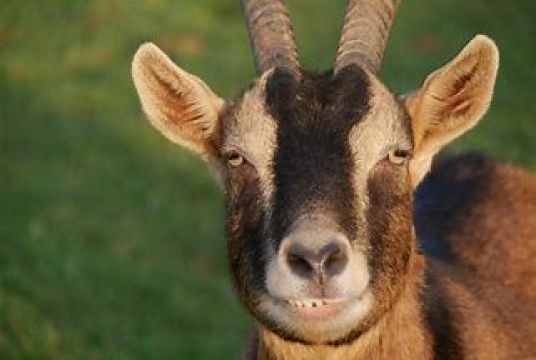 Day to day funds by Friends of JOY goat development programme Uganda cover photo