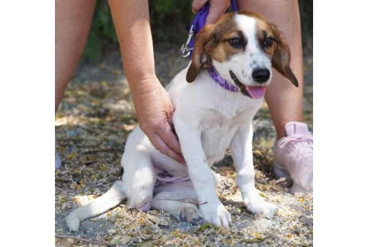  Thalia’s Chance at a New Life  by SuperDogs Rescue cover photo