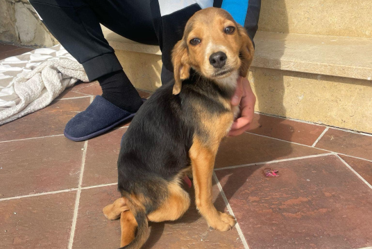 Help Holly recover by SuperDogs Rescue cover photo