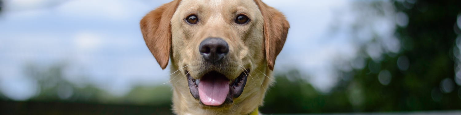 Dogs Trust logo