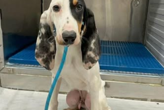 Blue and Kanella  by SUPERDOGS RESCUE cover photo