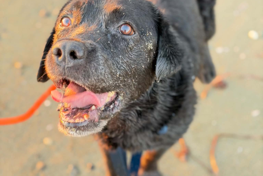 🚨 TOMORROW IS AMLET'S BIRTHDAY..🚨 by SuperDogs Rescue cover photo