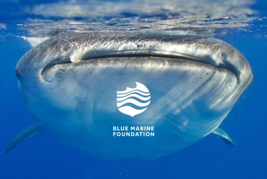 Blue Marine Foundation by Walk The Talk cover photo