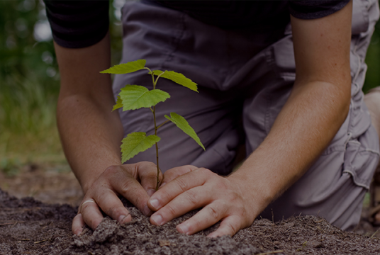 The Canopy Project by Earth Day Network cover photo