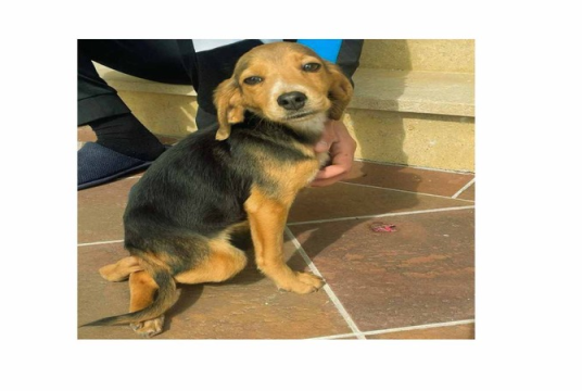 Help Chico walk again by SUPERDOGS RESCUE cover photo