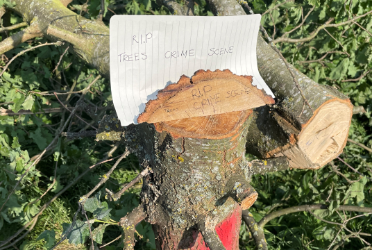 Tree Massacre fighting fund by CPRE London cover photo
