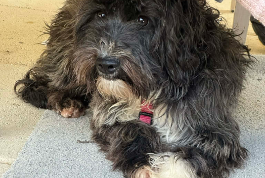 Sibel Needs Your Help to Reach Her New Beginning by Sara Willis cover photo