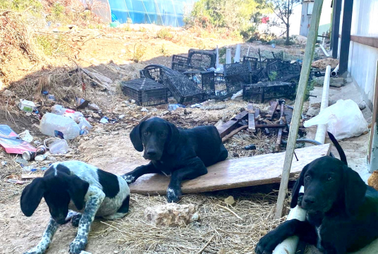 Northern Cyprus mum & pups by German Shorthaired Pointer Trust cover photo