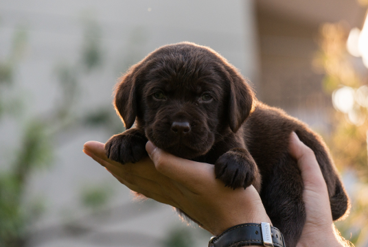 New heating system by Eyes on Four Paws Foundation cover photo