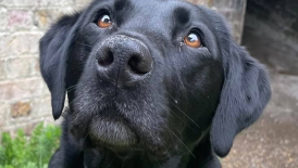 Support Kali: Therapy Dog for Children with Autism and Additional Needs