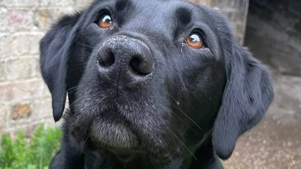 Support Kali: Therapy Dog for Children with Autism and Additional Needs