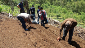 Coffee Growing for Income Generation