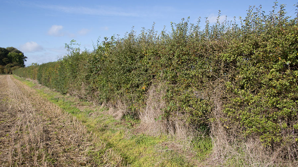 Hedgerow Maintenance: National Trust Jersey 2022